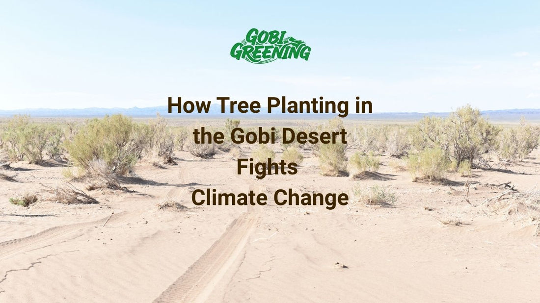 How Tree Planting in the Gobi Desert Fights Climate Change