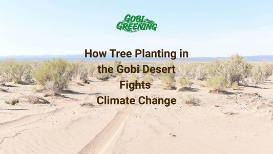 How Tree Planting in the Gobi Desert Fights Climate Change