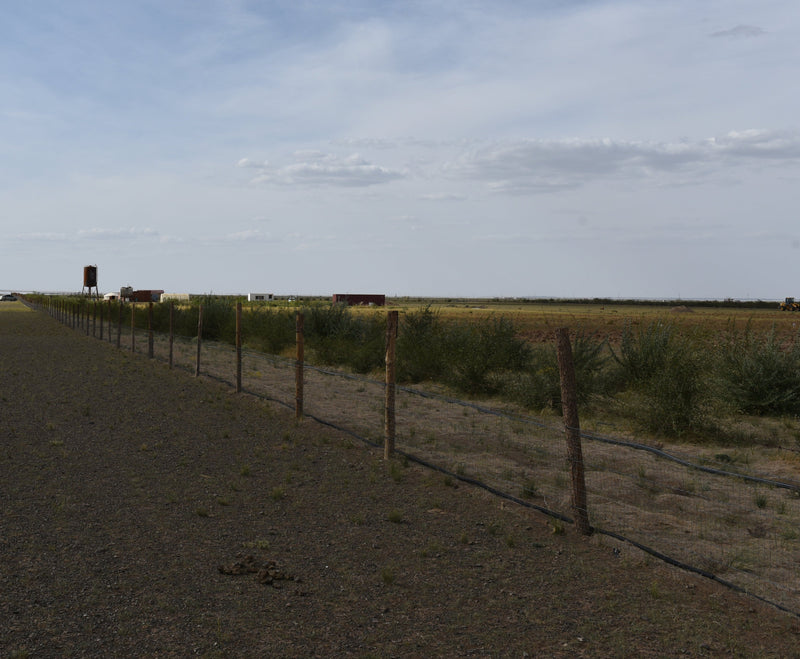 Gobi Botanical Garden After trees planted