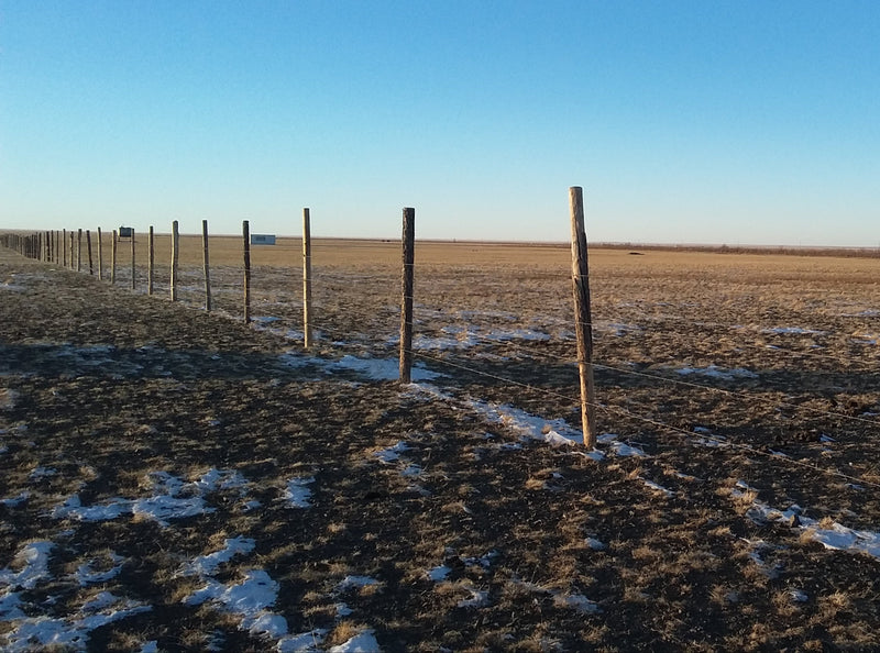 Gobi Botanical Garden Before